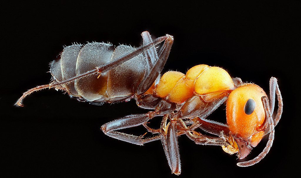 Ant Control service in Pharr, TX