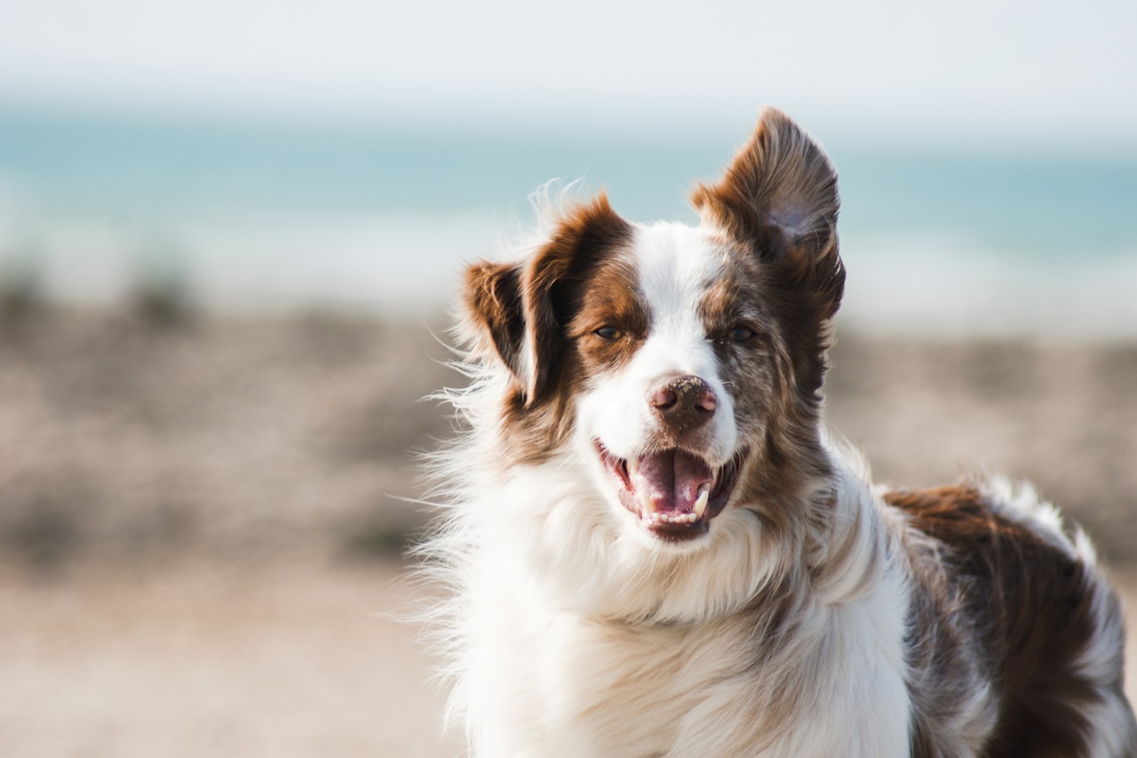 Flea & Tick Control service in Pharr, TX