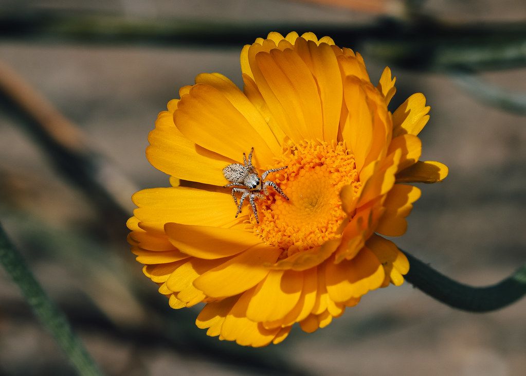 Spider Control service in Pharr, TX